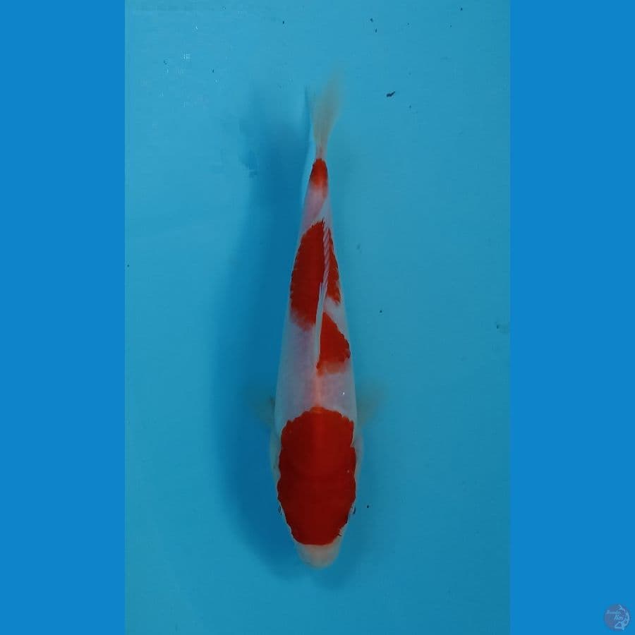 kohaku 19cm
