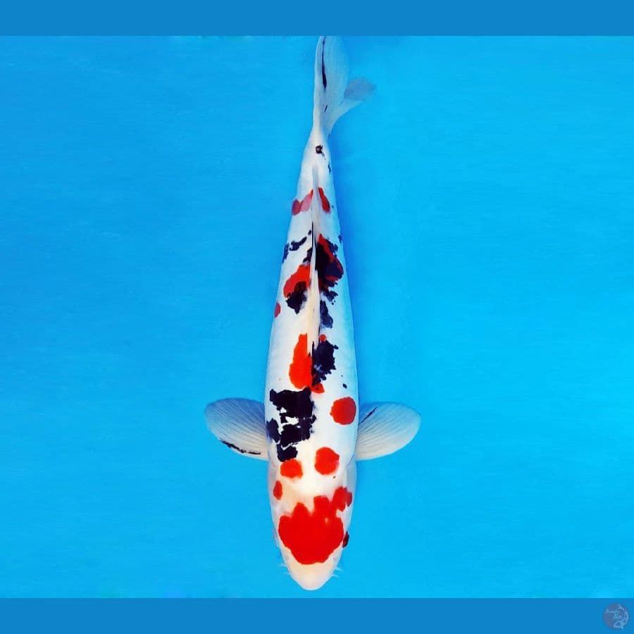 GUNTAI 5 - SANKE DOITSU 38 cm/male ®