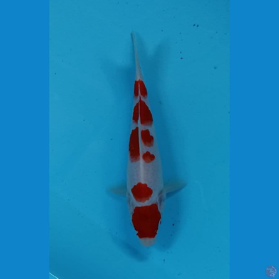 kohaku 17cm