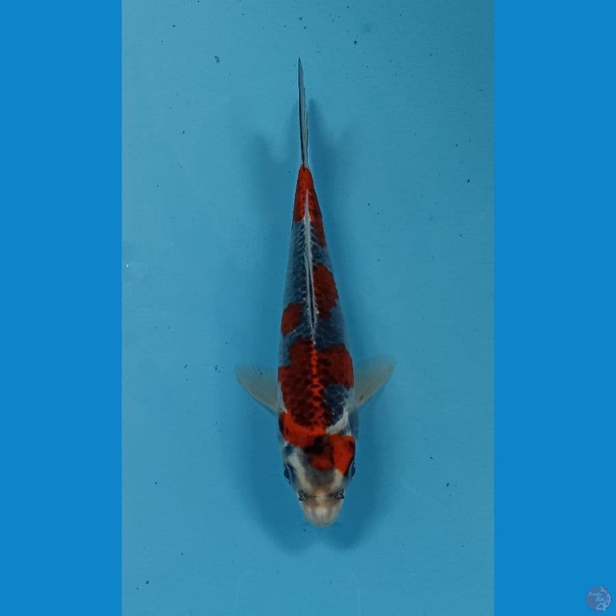 goshiki 19cm