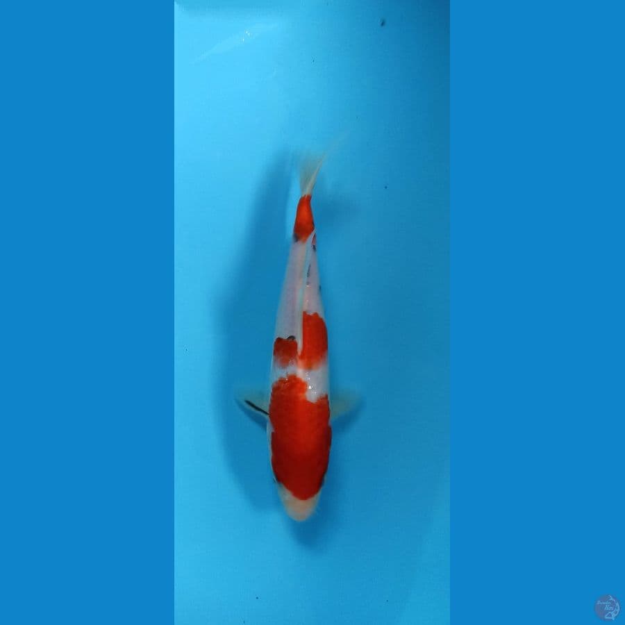 sanke 21cm