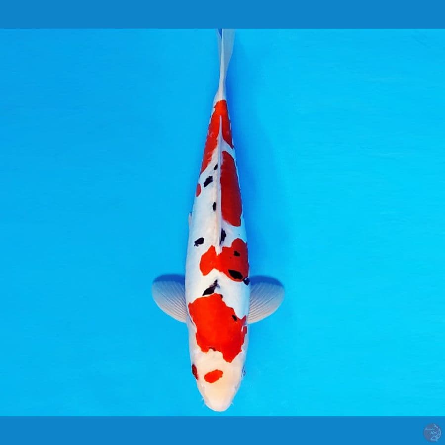GUNTAI 10 - SANKE DOITSU 35 cm/male ®