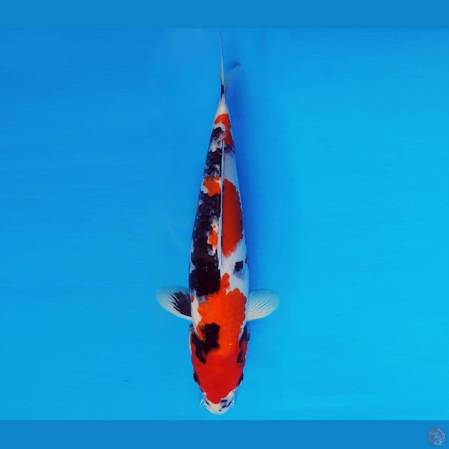 GUNTAI 13 - SHOWA 34 cm/fm ®