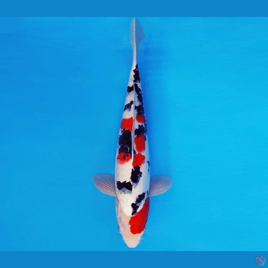 GUNTAI 14 - SANKE 34 cm/male ®