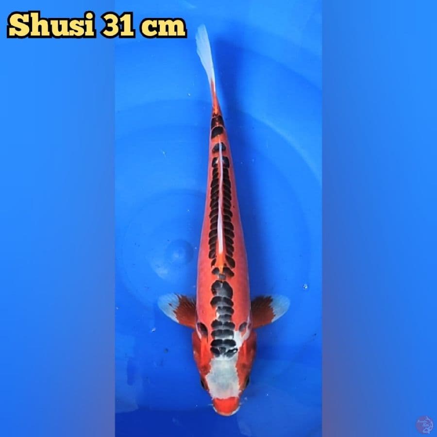 Shusui 31 cm