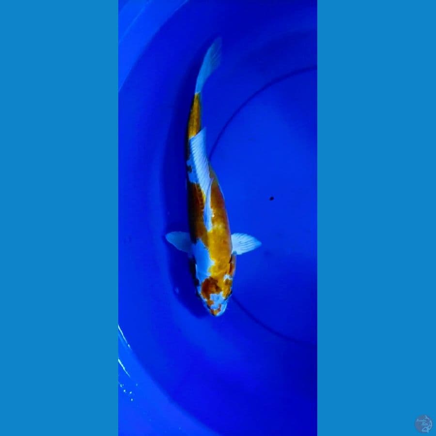 hariwake 33 cm