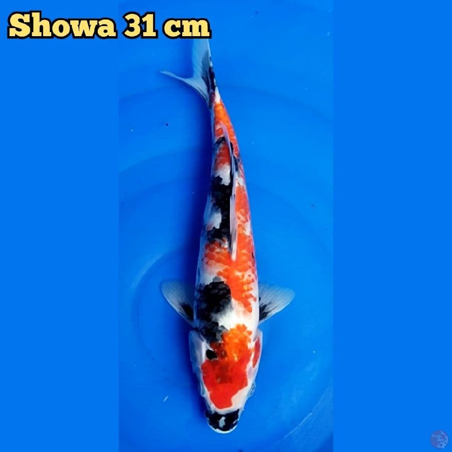 Showa 31 cm