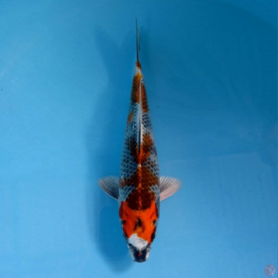 kin showa, 20 cm