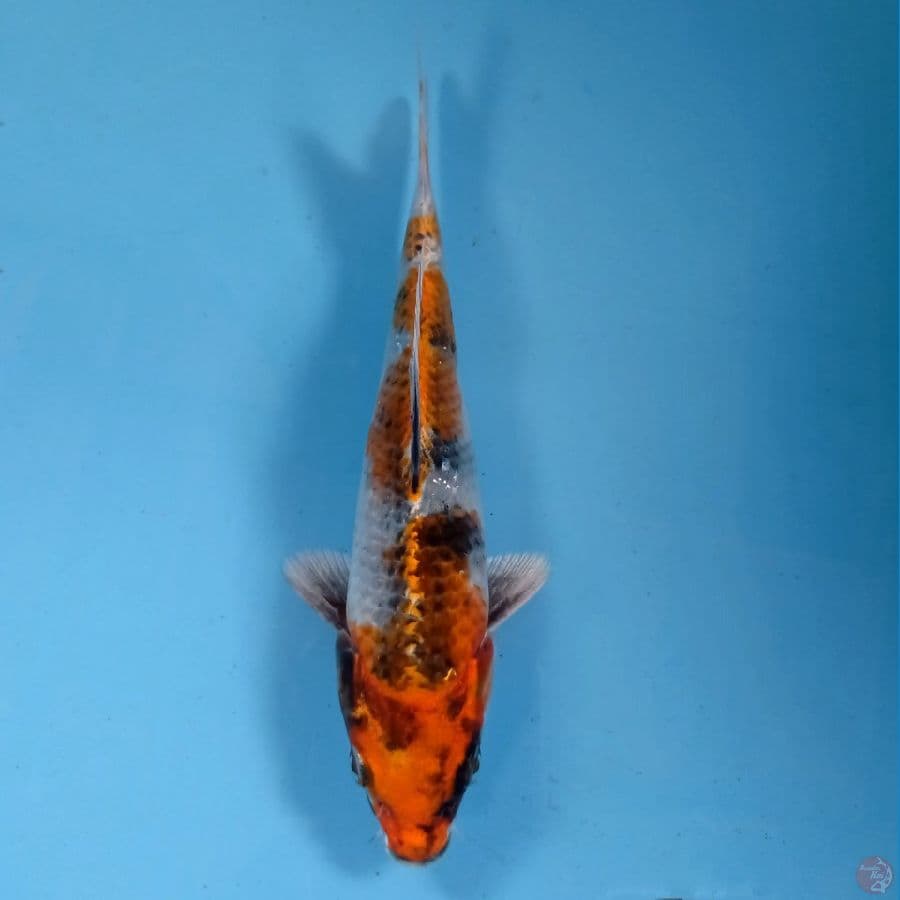 kin showa, 17 cm