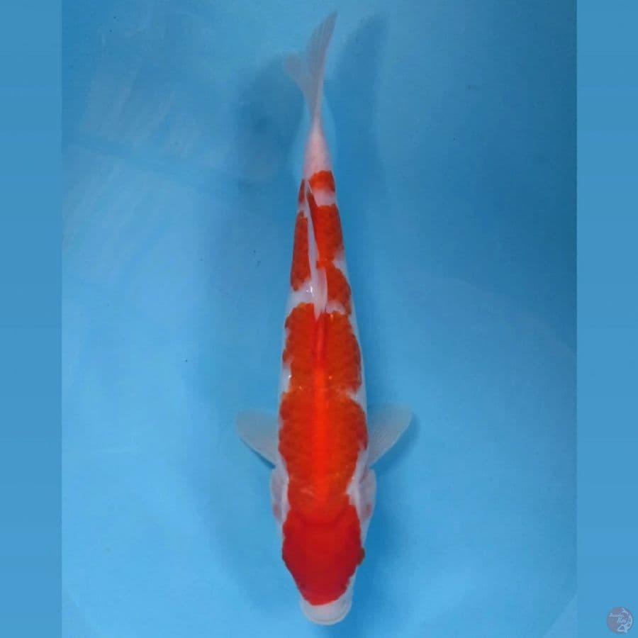 kohaku, 31 cm