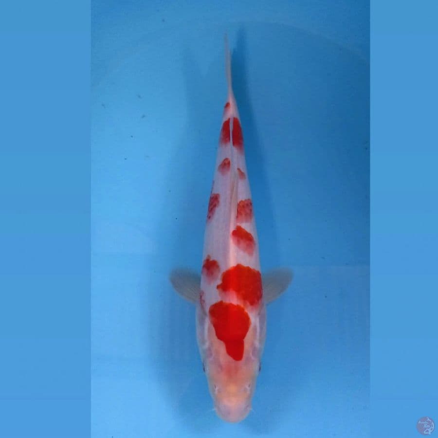 kohaku, 32 cm