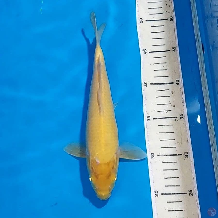 KARASHI MATA MERAH 25 CM