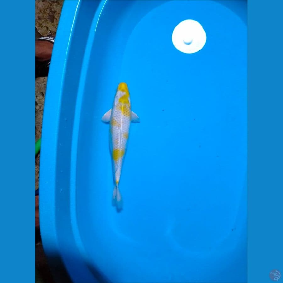 GKB ~ Hariwake 34 cm