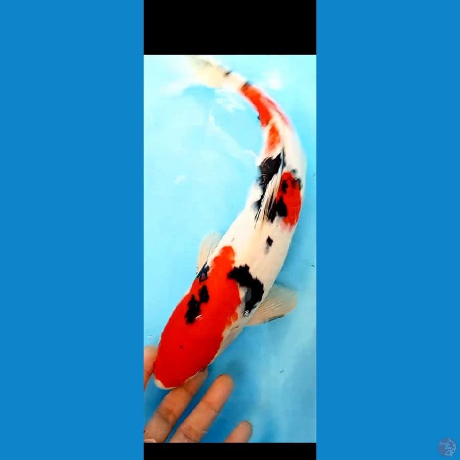 RED SANKE MALE 37 CM