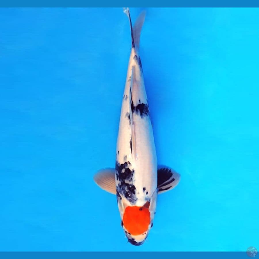 TANCHO SANKE 36 cm male