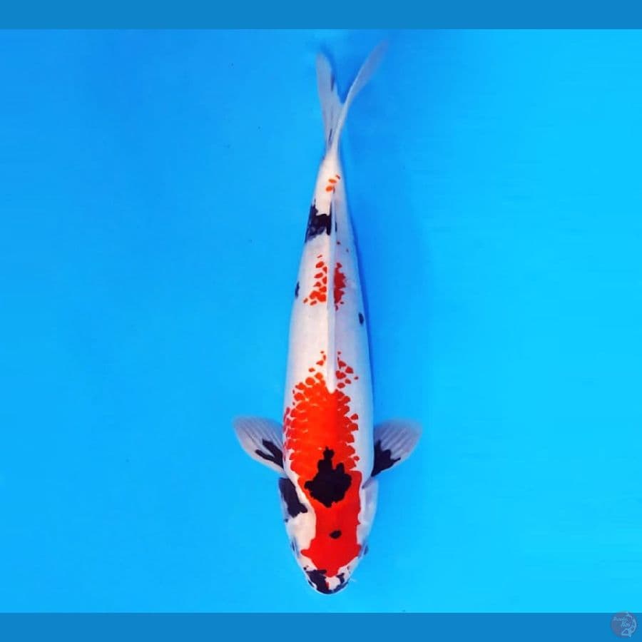 SHOWA KANOKO 32 cm male