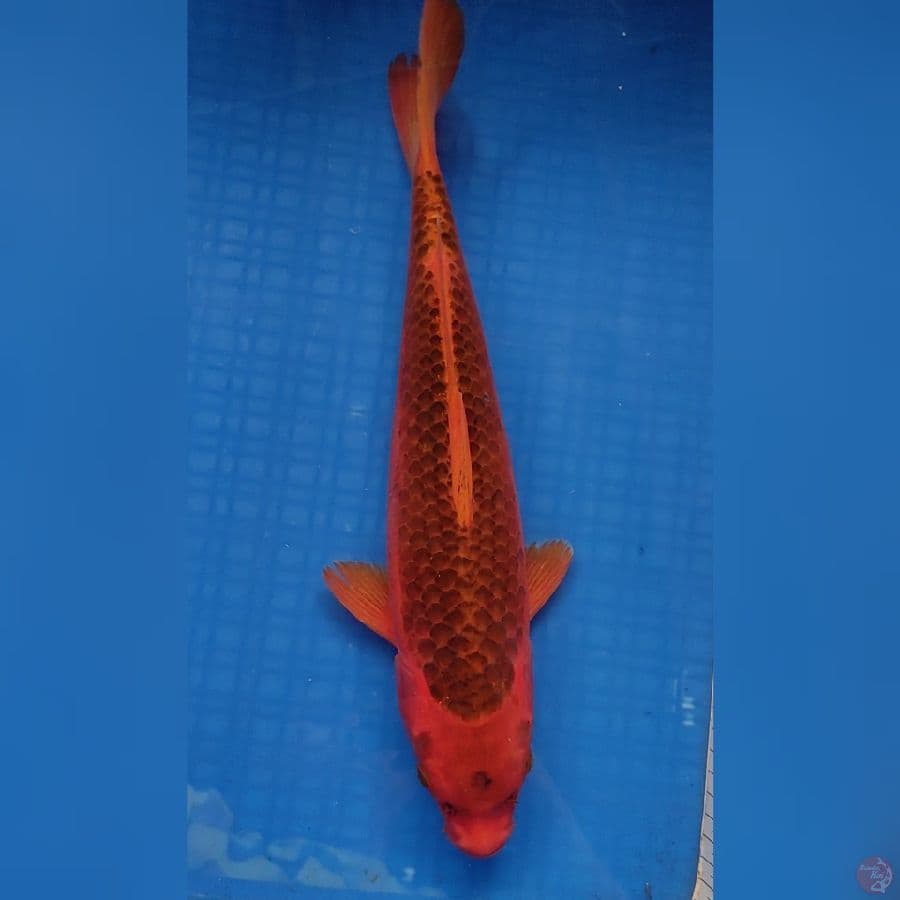 AKA MATSUBA 39cm