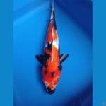 Showa female 30 cm
