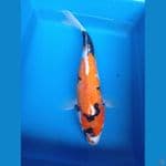 showa female 35 cm
