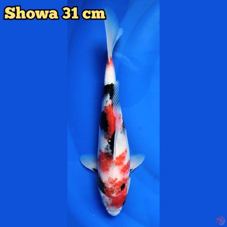 Showa 31 cm