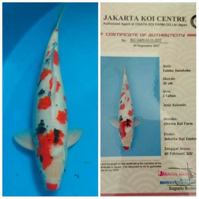 Okawa Jumbo Sanke Sakura