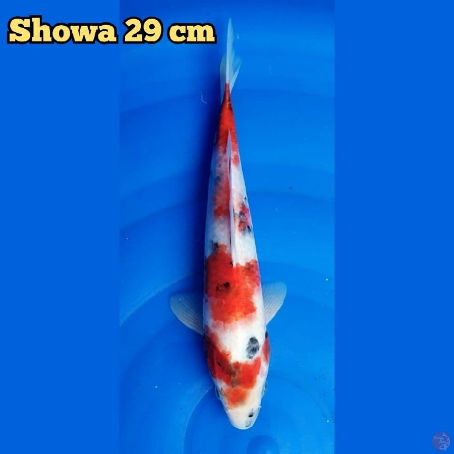 Showa 29 cm