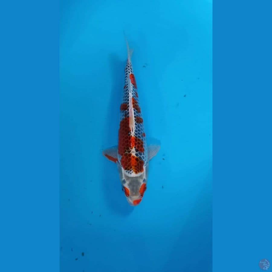Goshiki 33cm