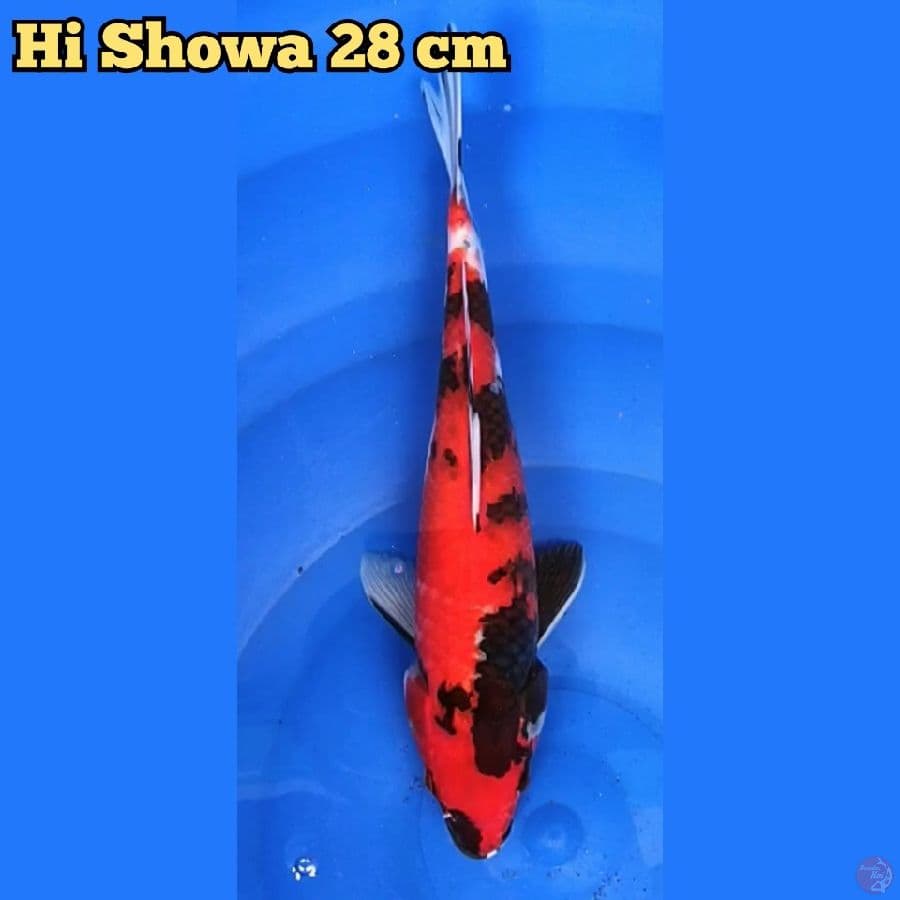 Hi Showa 28 cm