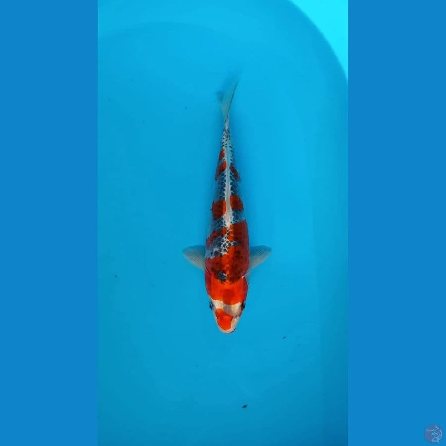 Goshiki 27cm