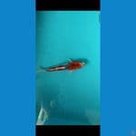 gosiki racing 21cm