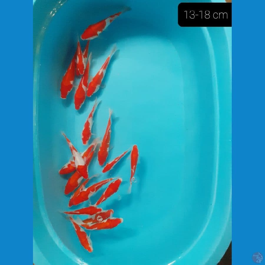Kohaku 20 ekor 13-18