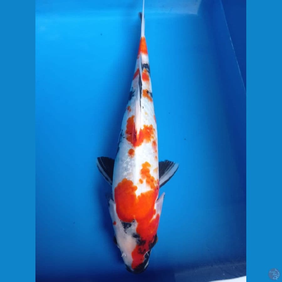 kindai showa 30 cm