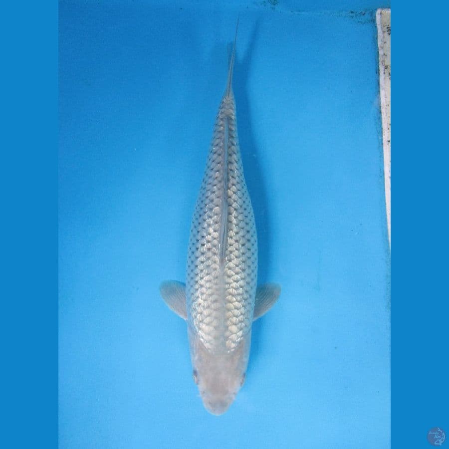 Soragoi 32cm