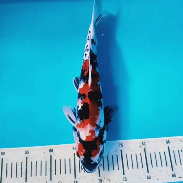 Maruten showa 41cm