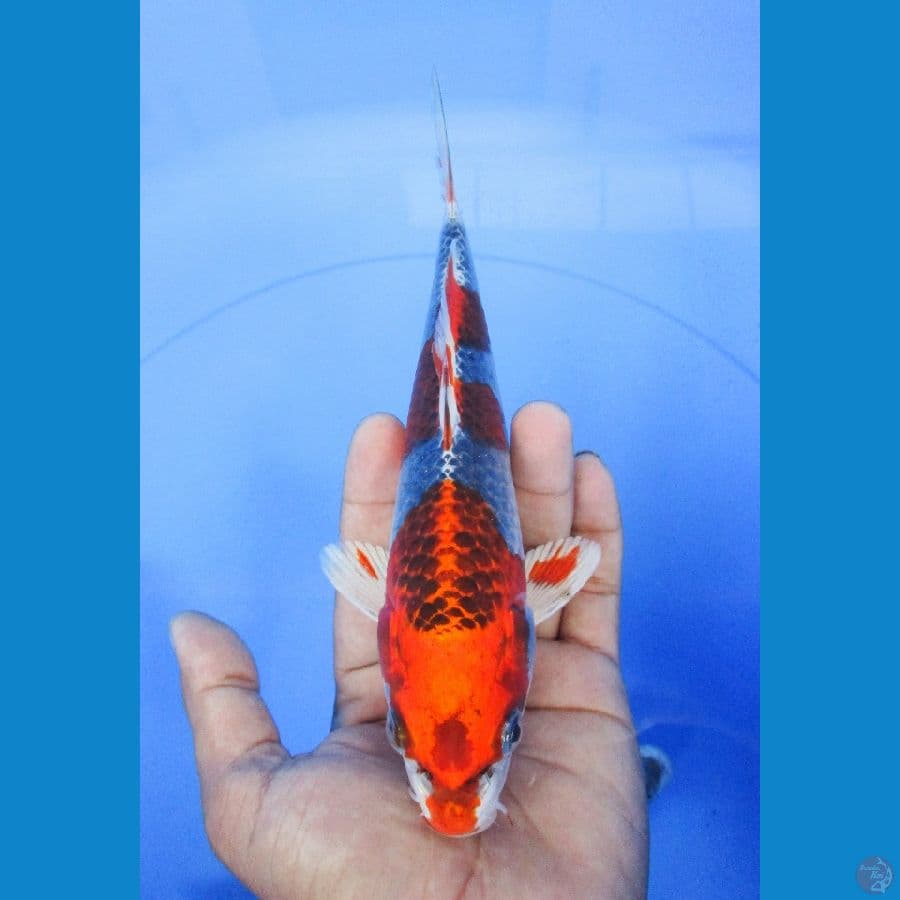 Kujaku 20cm