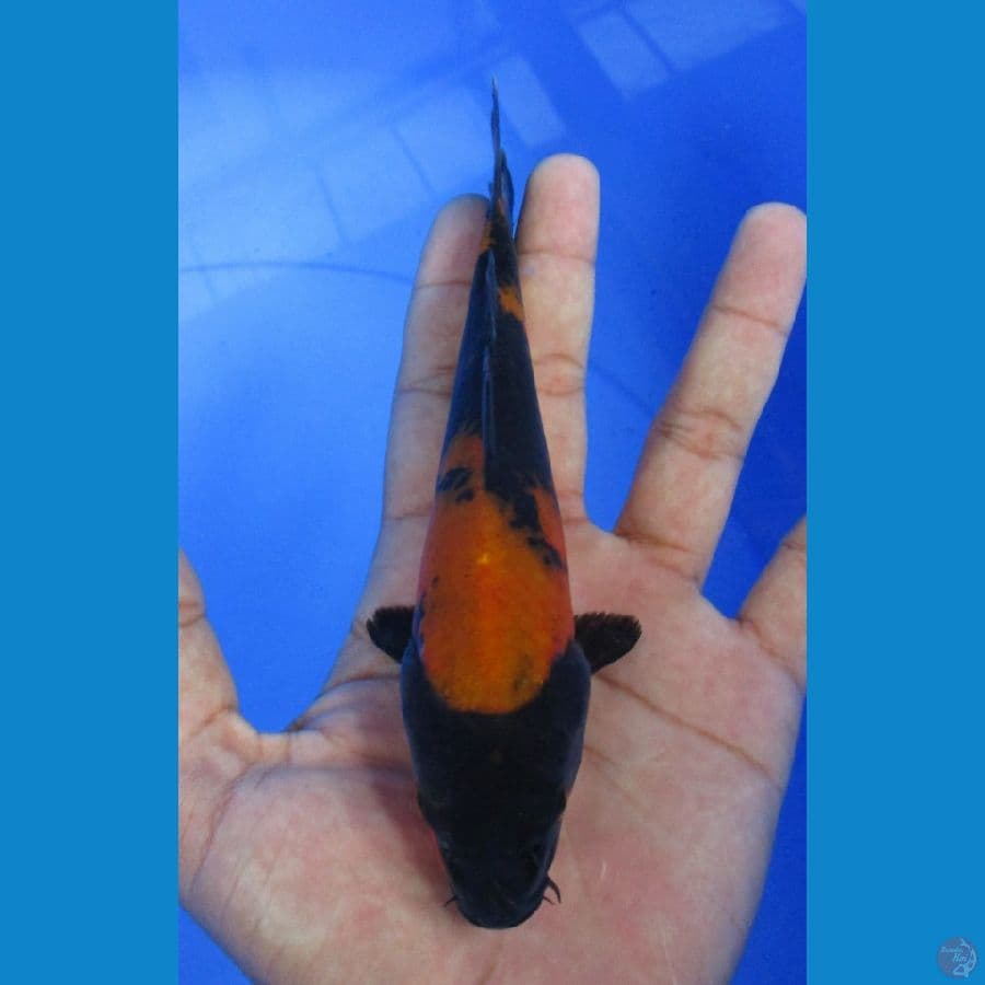 Hi utsuri 16cm