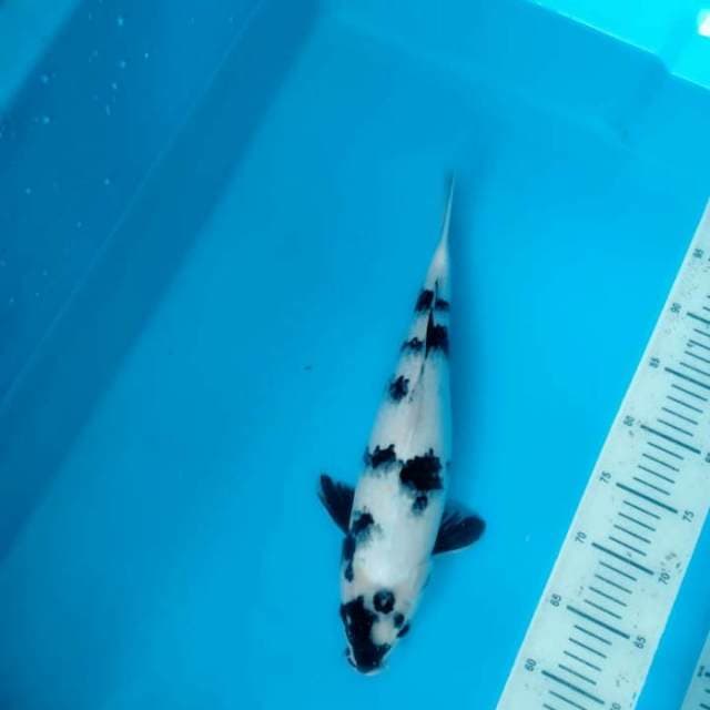Shiro 40cm body joss