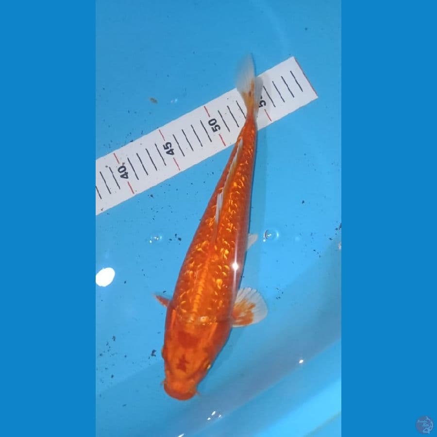 orange 28 cm
