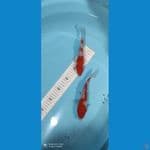 kohaku 20bu