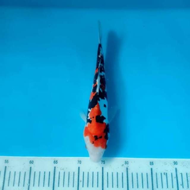 Showa doitsu 32cm