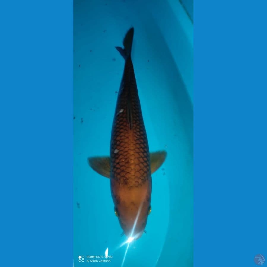 caghoi 30 cm