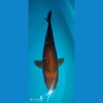 caghoi 30 cm