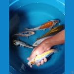 Mix shusui Kumpay 18-22cm