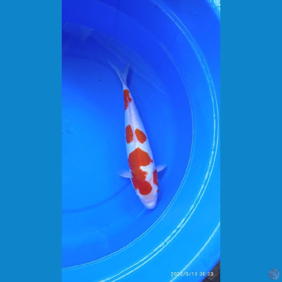Kohaku Doitsu 33cm