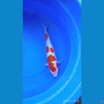 Kohaku Doitsu 33cm