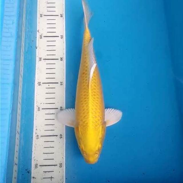 Yamabuki Ogon Mata Merah Bulky F1
