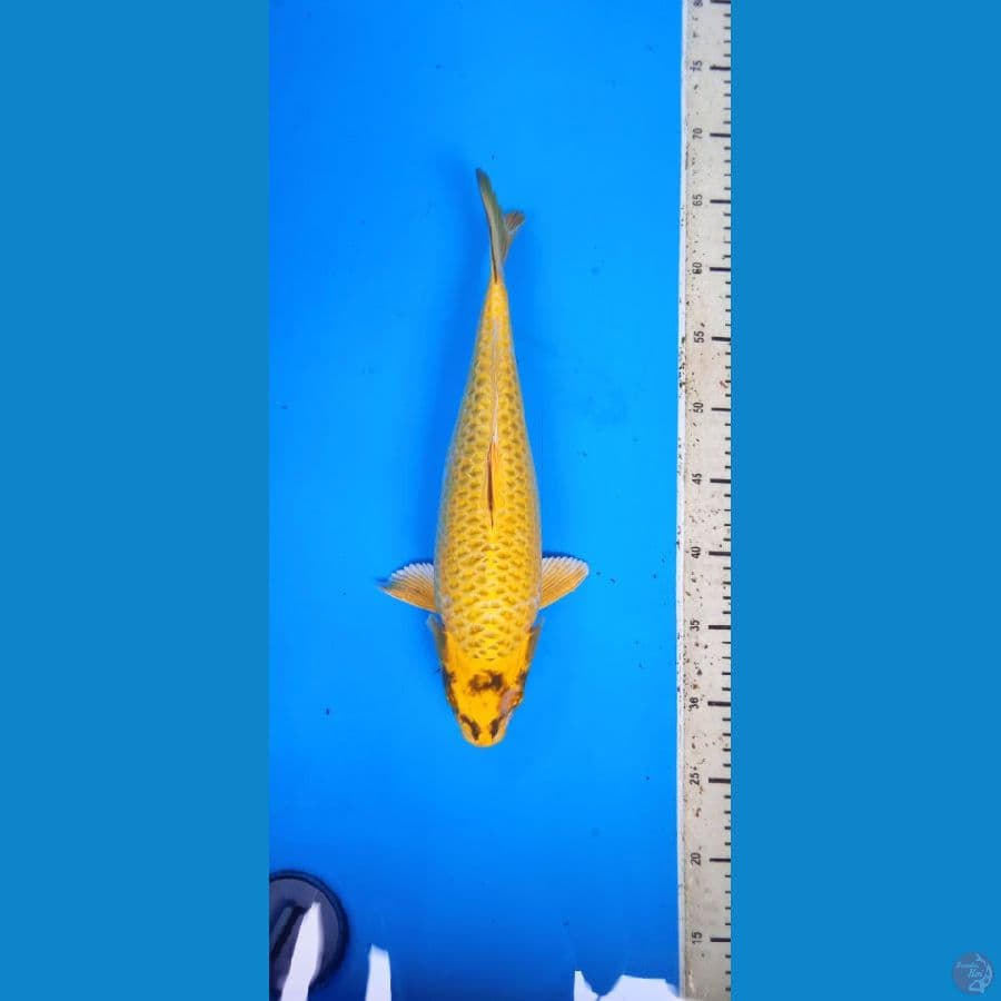 mukasi gold 37 cm