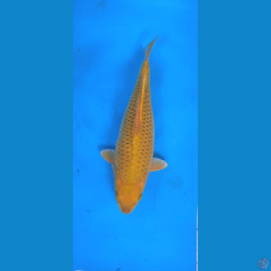 Midori bulky 38 cm