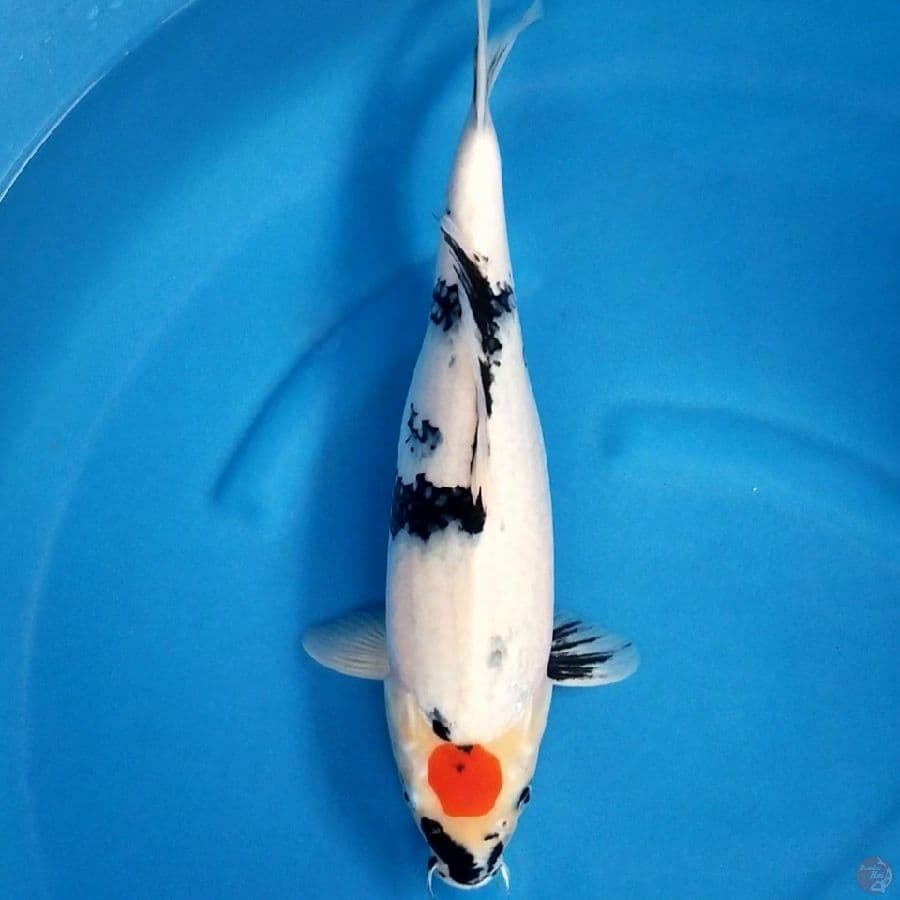 ORI TANCHO SHOWA 43 CM FEMALE