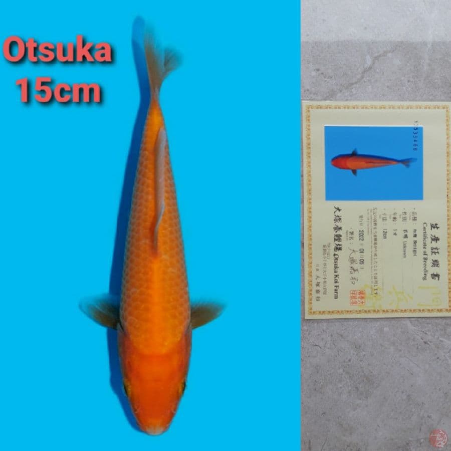 OTSUKA BENIGOI 15CM